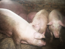 Užtikrinant biologinę saugą, kiaulės negali būti laikomos lauke.