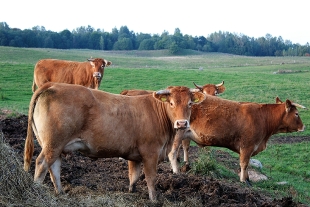 Mėsiniams galvijams auginti reikalingą techniką jaunieji ūkininkai gali įsigyti, pasinaudodami parama.