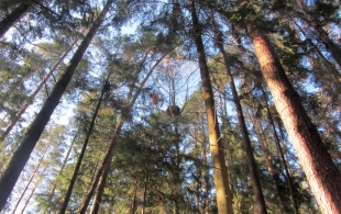 Valstybinė miškų tarnyba konsultuoja miškų savininkus