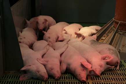 Norintiems atsisakyti kiaulių auginimo mokamos išmokos kitiems ūkiniams gyvūnams įsigyti