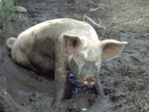 Smulkiesiems kiaulių augintojams – valstybės parama jau nuo rugsėjo