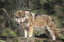 Didėjanti vilkų populiacija kelia nerimą ir ūkininkams, ir grybautojams