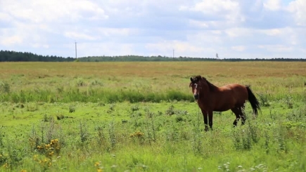 Pavogtas arklys iš vieno rajono keliavo į kitą