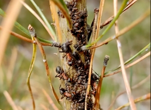 Nuotraukoje - Amarų ir skruzdžių kolonija