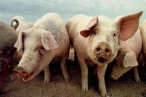 Afrikinis kiaulių maras. Ar yra pavojus žmonių sveikatai?