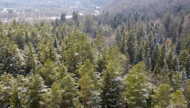 Miškų prieaugis Lietuvoje didėja