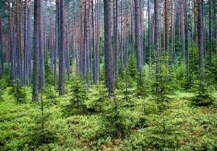Privačių miškų savininkams – apie miškotvarkos projektus