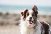 Kada vertėtų rinktis hipoalerginį šunims skirtą pašarą?